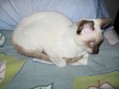 more kittens